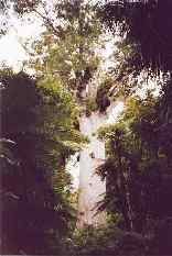 Tane Mahuta God of the forest